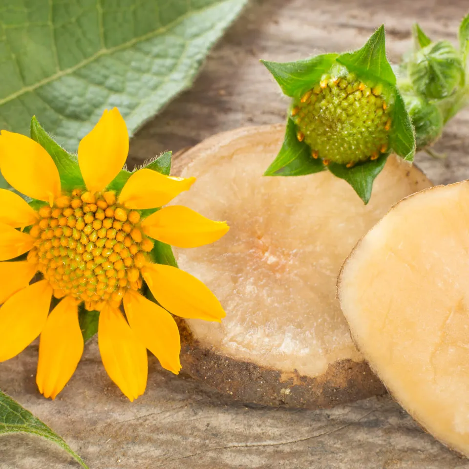 Yacon – Superknolle aus Südamerika