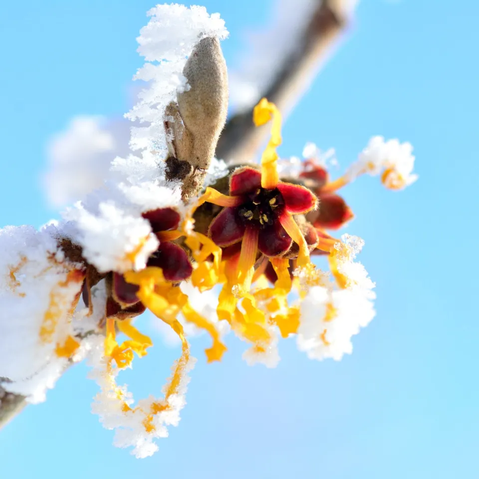 Die Zaubernuss: Winterliche Blütenpracht