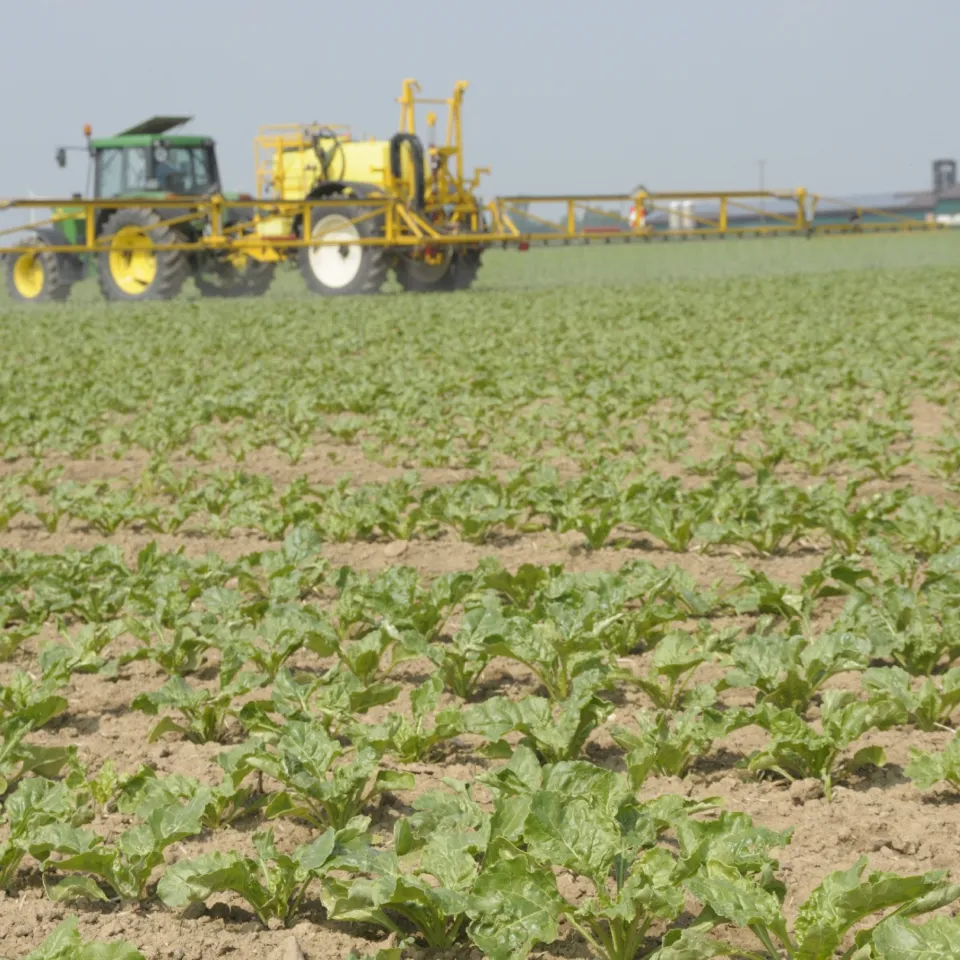Zuckerrüben hacken oder spritzen?
