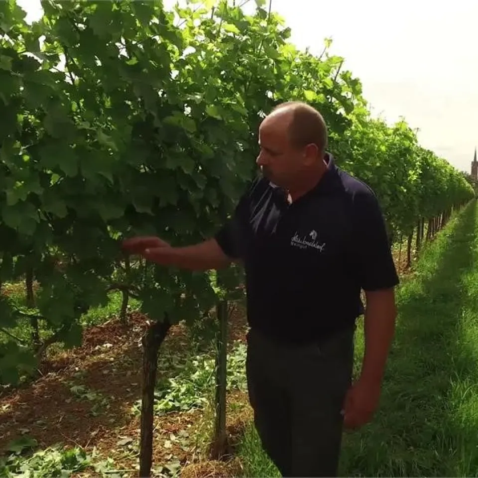 "Winzer in Not: Falscher Mehltau bedroht die Wein-Ernte"