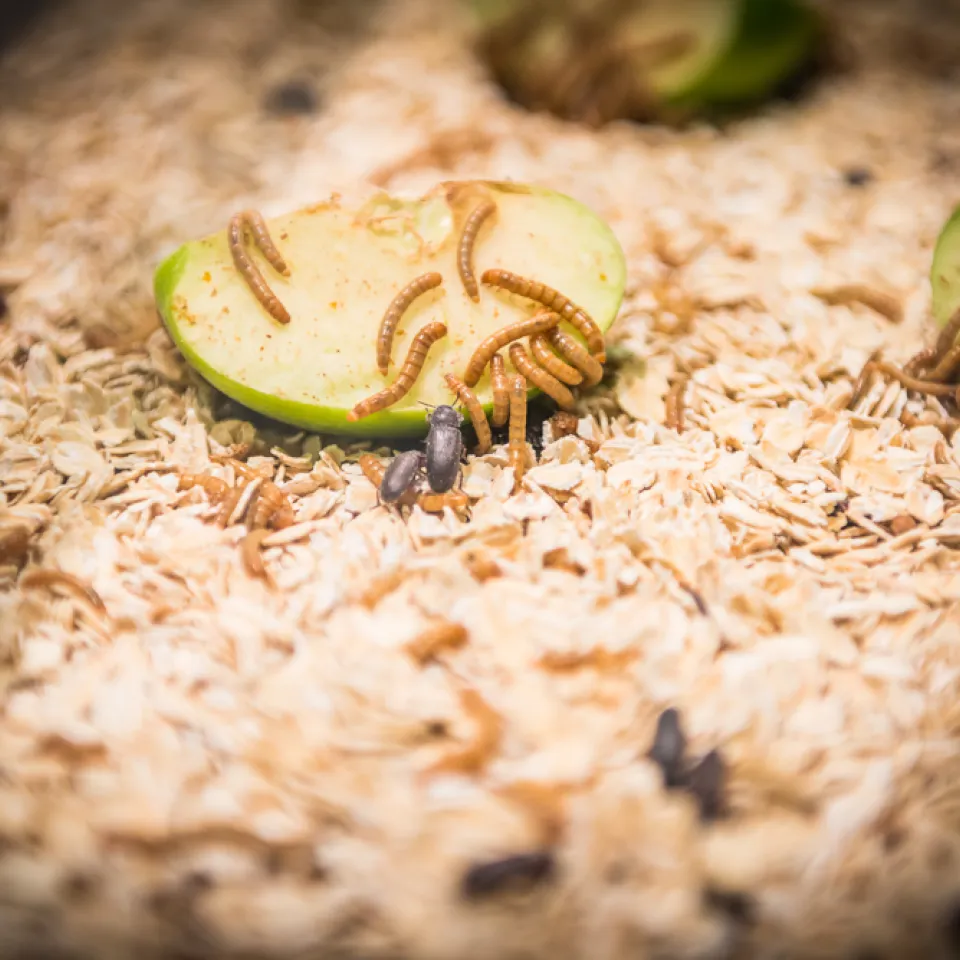 Zielgenau und integriert: Moderner Pflanzenschutz und Düngung auf der Grünen Woche 2018