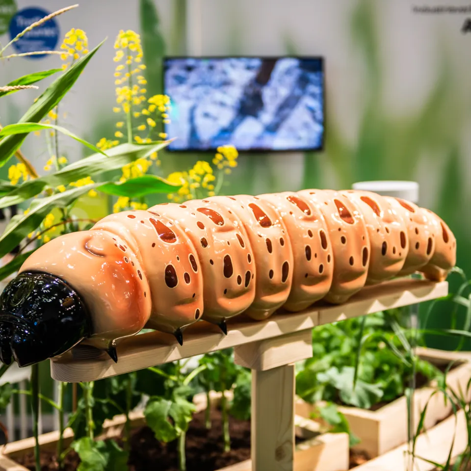 Es krabbelt wieder: IVA auf der Grünen Woche 2020