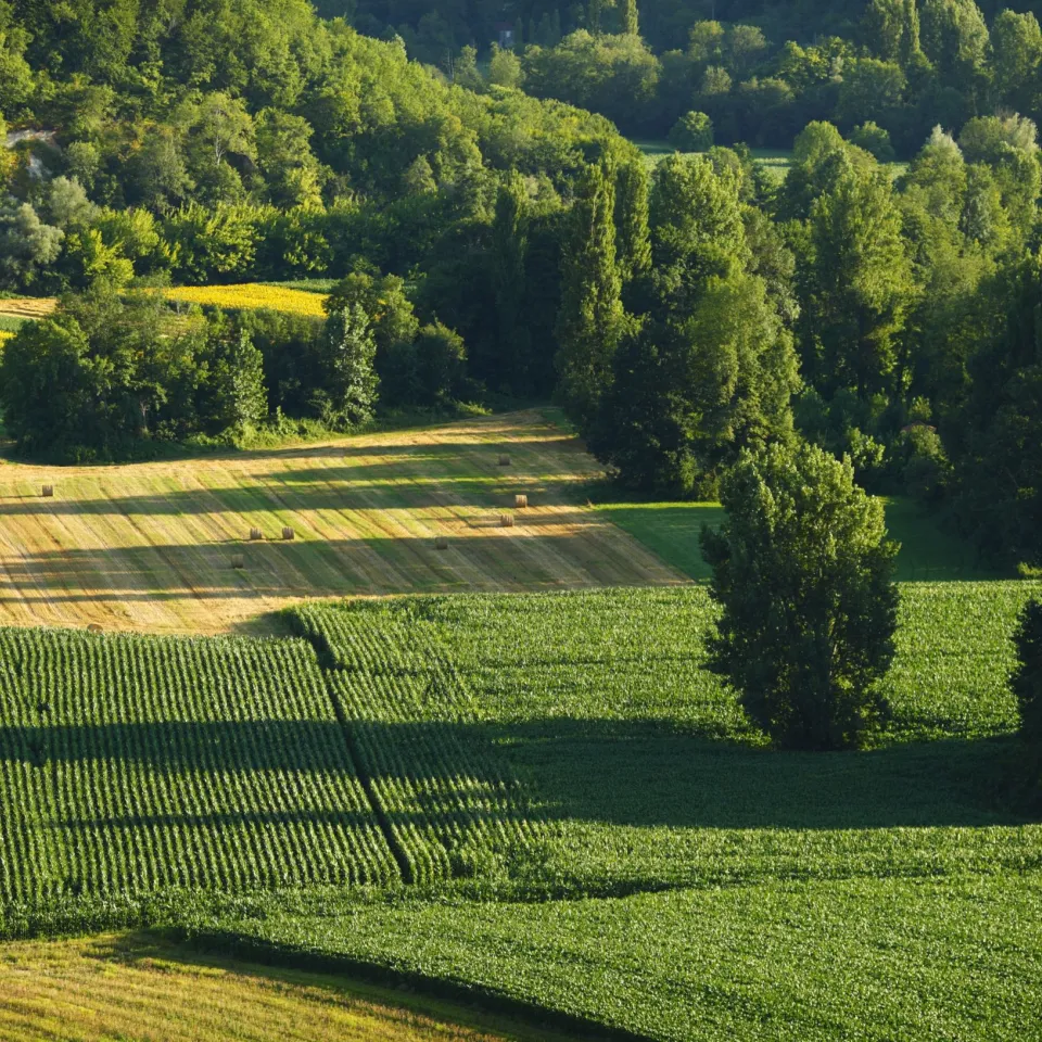 Richtungsweisende Urteile im Pflanzenschutzrecht