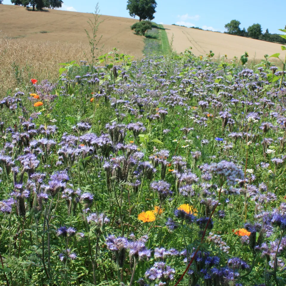 Folgen für Landwirtschaft und Versorgung besser abschätzen