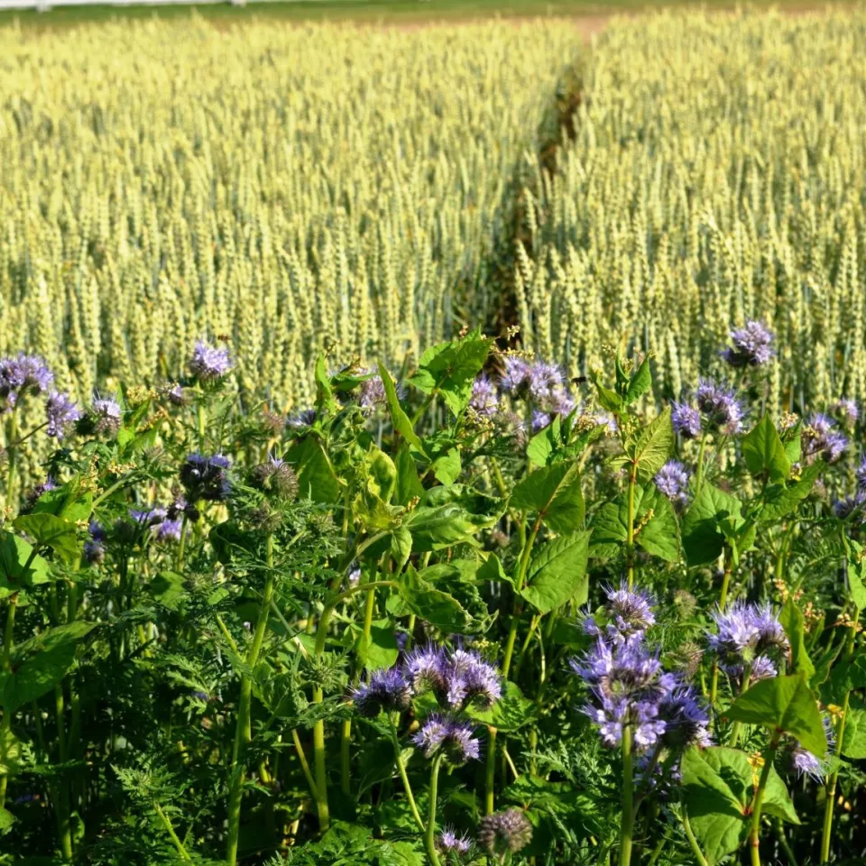 "Biodiversität fördert man am besten vor Ort"