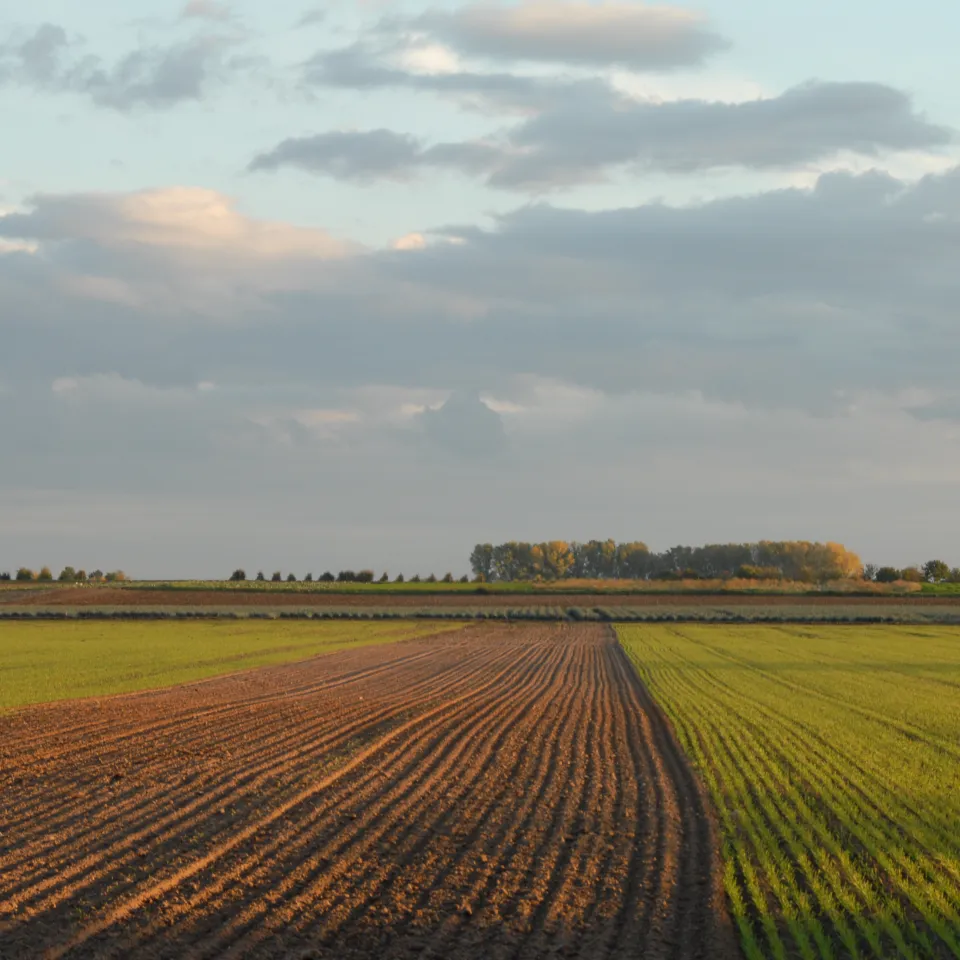 Glyphosat: „Alle Voraussetzungen für Genehmigung liegen vor“
