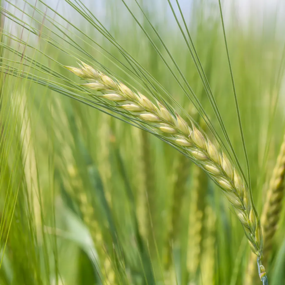 IVA weist Kritik des BÖLW zurück 