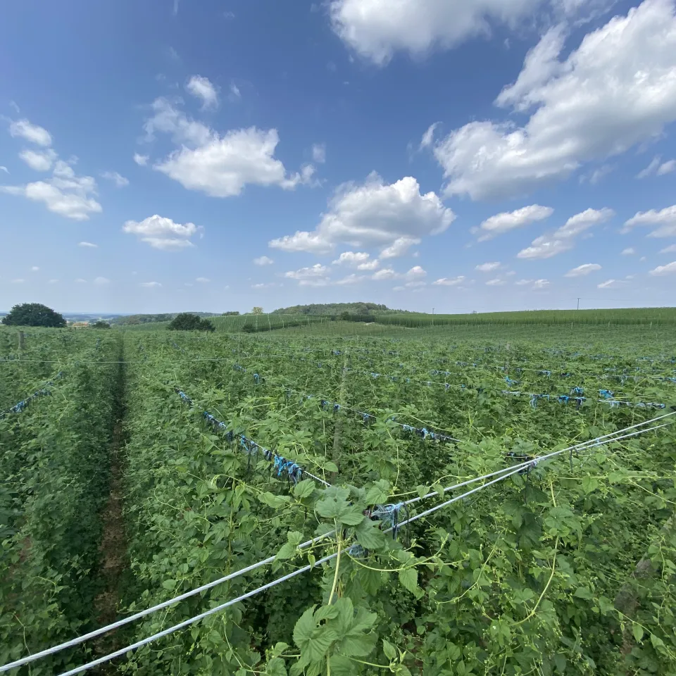 Deutsche Hopfenanbauer in Sorge
