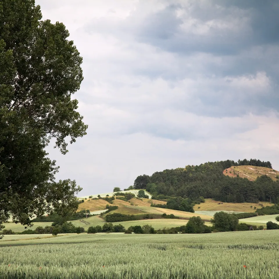 IVA: "Glyphosat stellt aus wissenschaftlicher Sicht kein Risiko dar – EU-Kommission muss Verlängerung der Genehmigung vorantreiben"