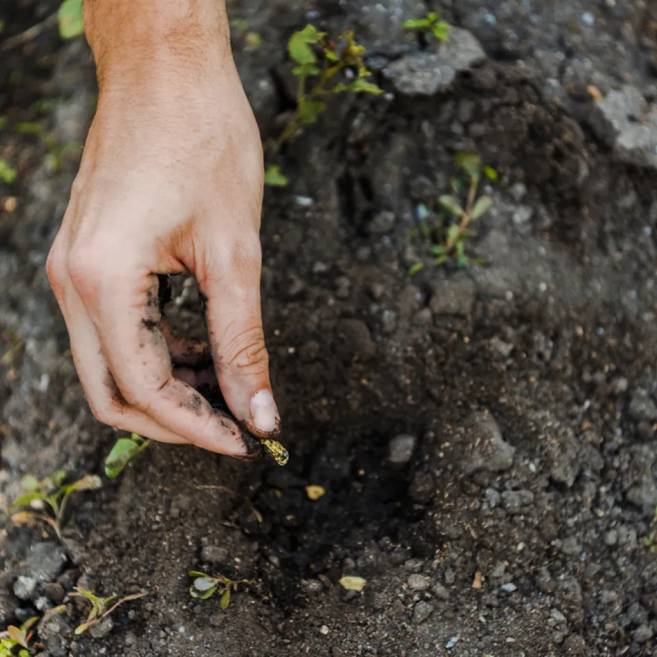 Verbände-Allianz auf gemeinsamem Weg zum integrierten Pflanzenschutz 2.0