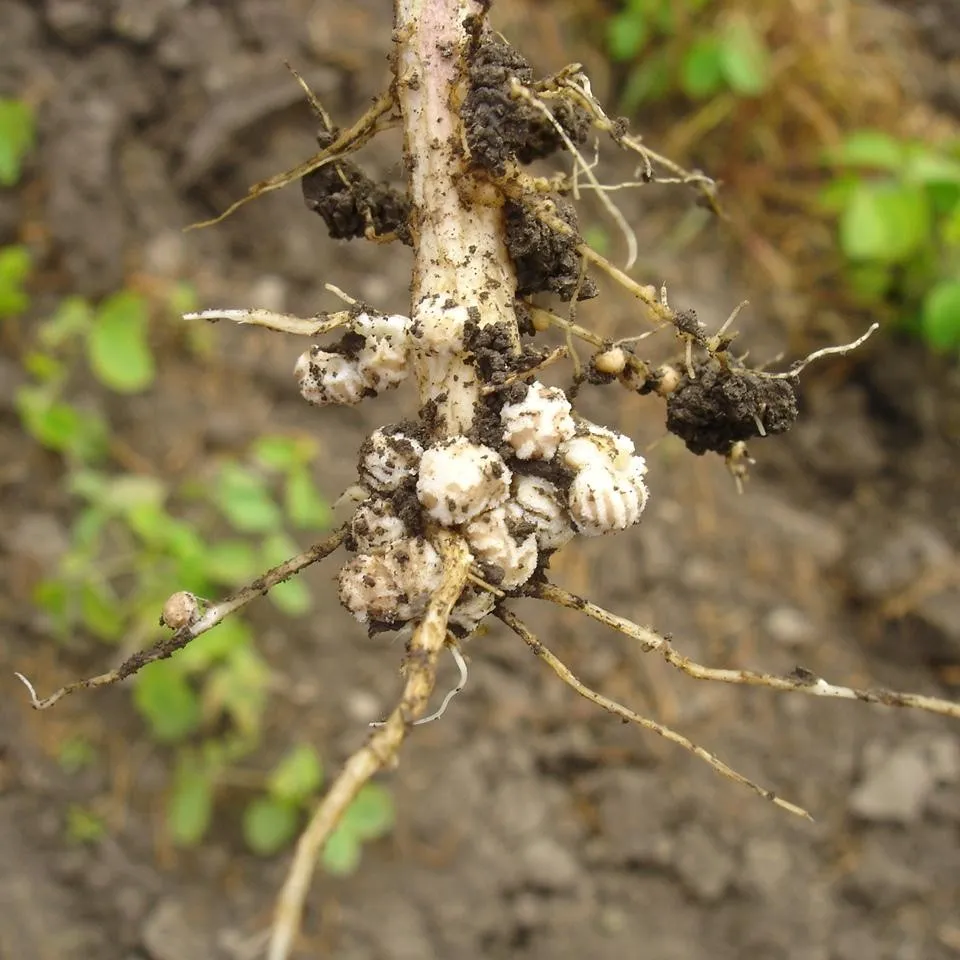 Biostimulanzien: Neue Wege zwischen Pflanzenschutz und Düngung