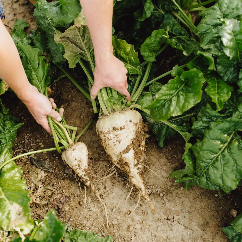 "Schau ins Feld!" 2020: Pflanzenschutz einfach und sichtbar erklärt