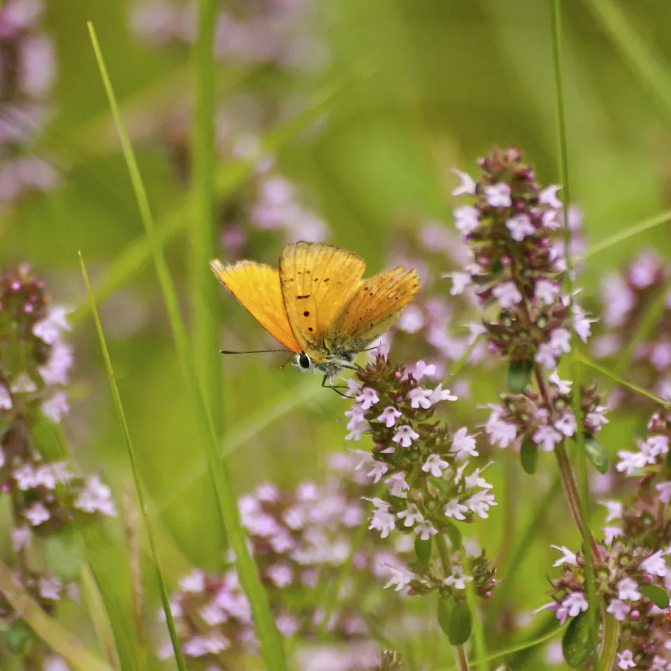 IVA mahnt Korrekturen am Insektenschutzpaket an