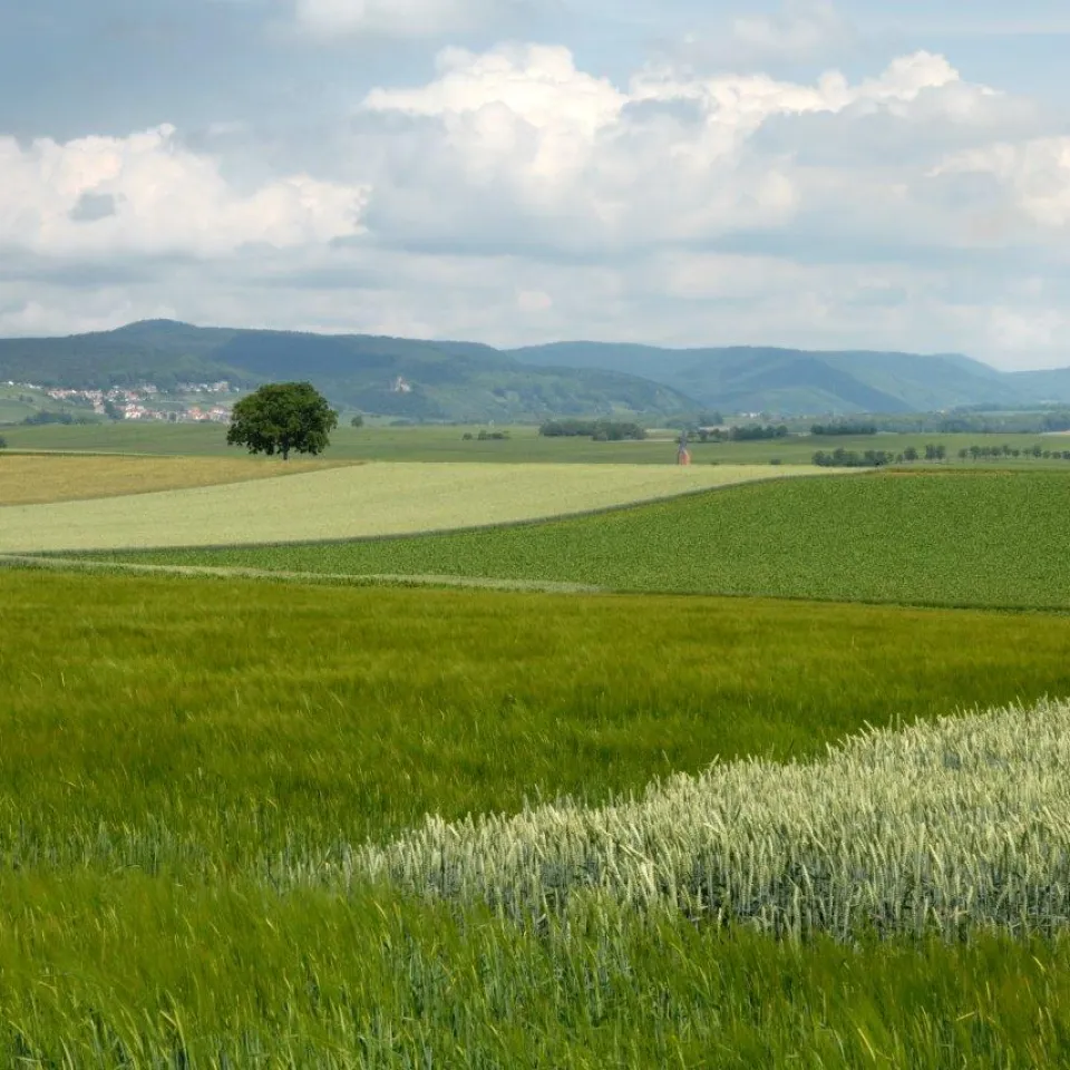 Landwirtschaft braucht jetzt klares Signal aus Brüssel