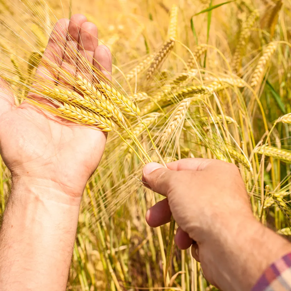 DBV/IVA: Probleme werden mit zu wenig Pflanzenschutzmitteln verstärkt