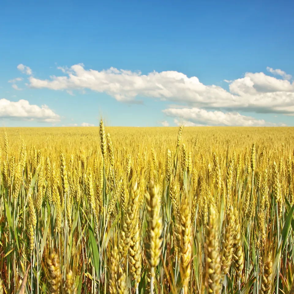 Biostimulanzien im Fokus - IVA gründet neuen Fachbereich
