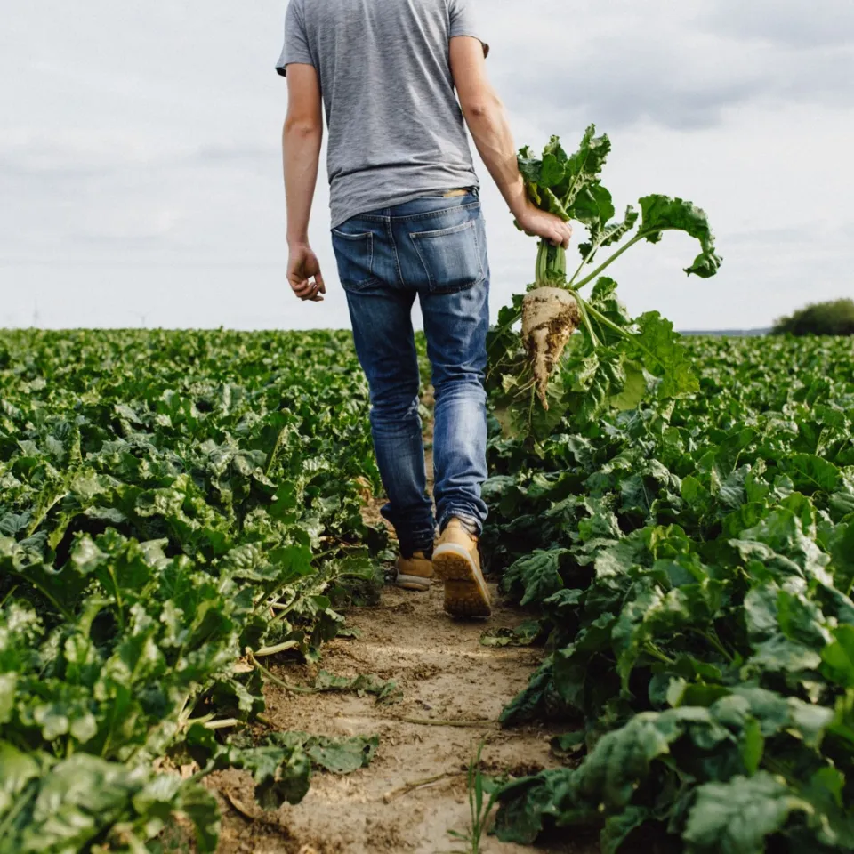 Zuckerrübenanbau vor ungewisser Zukunft