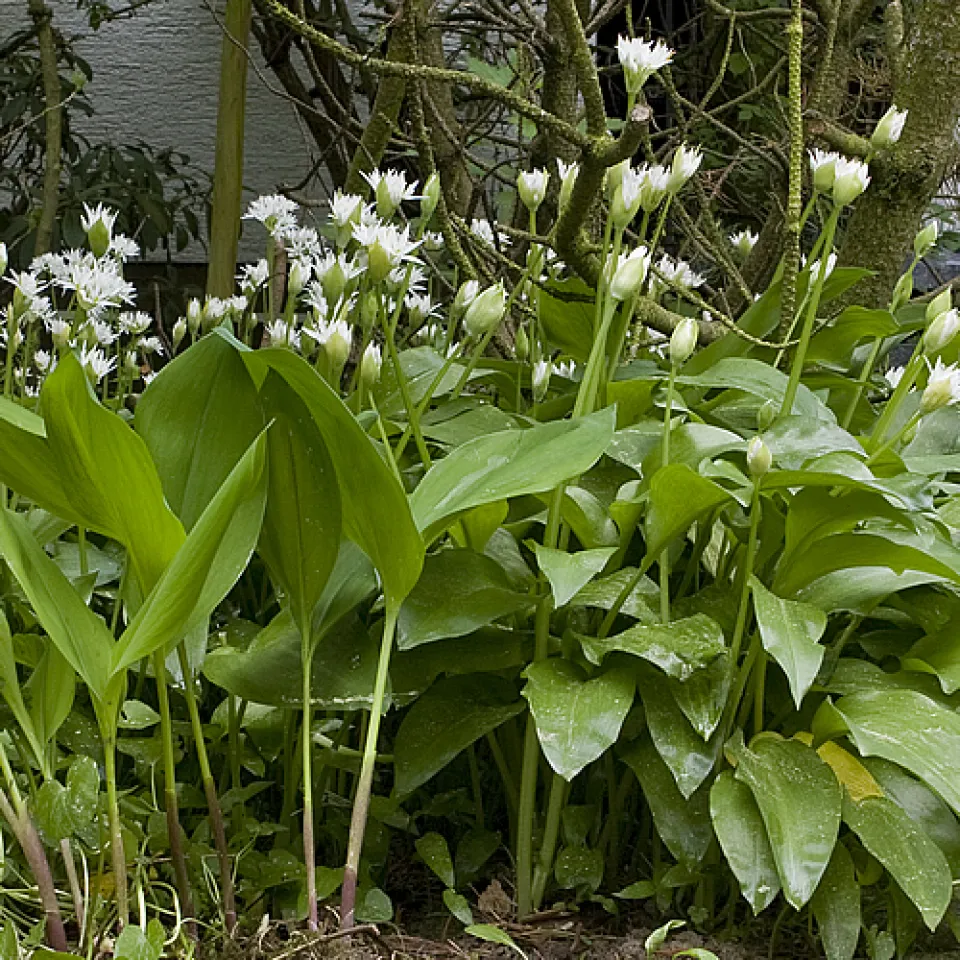 Bärlauch oder Maiglöckchen – zum Verwechseln ähnlich?