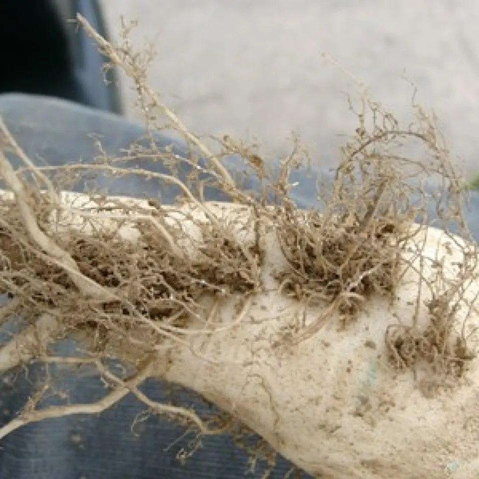 Zwischenfrüchte senken Nematodenbefall