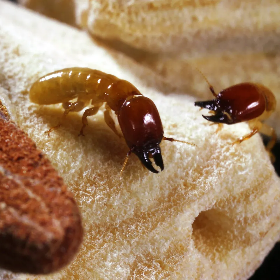 Mit Lockstoffen gegen Schädlinge