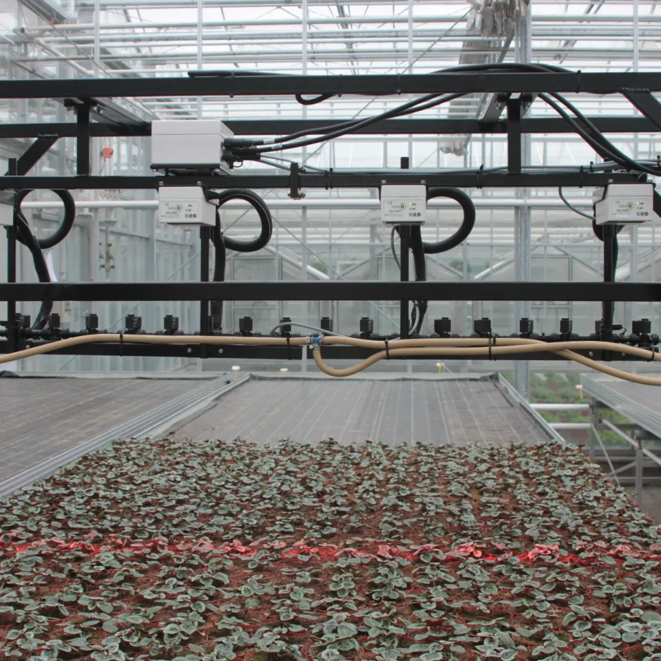 "Gezonde Kas": Pflanzenschutz geht im Gewächshaus neue Wege