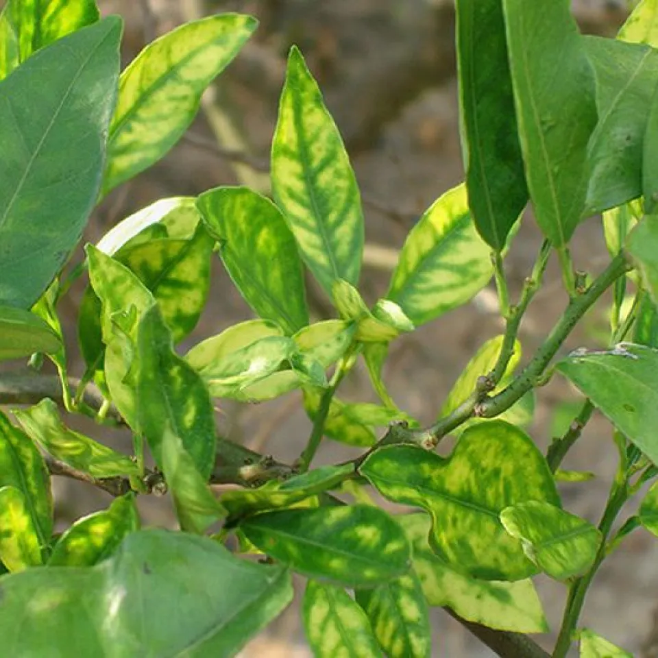 Mit Spinat-Genen gegen Citrus Greening