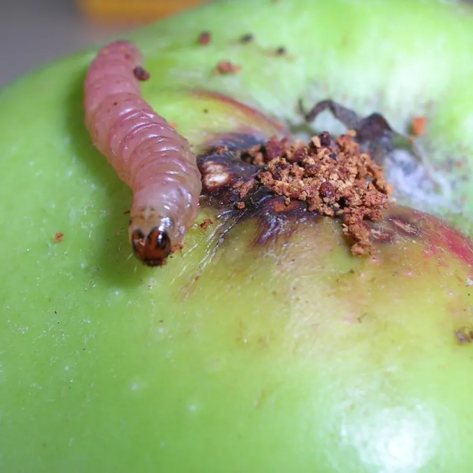 Resistente Apfelwickler trotzen biologischen Pflanzenschutzmitteln