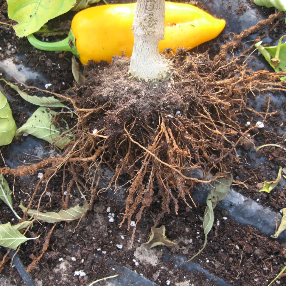 Gefürchteter Wurzelparasit aus Fernost: Der Chinesische Fadenwurm