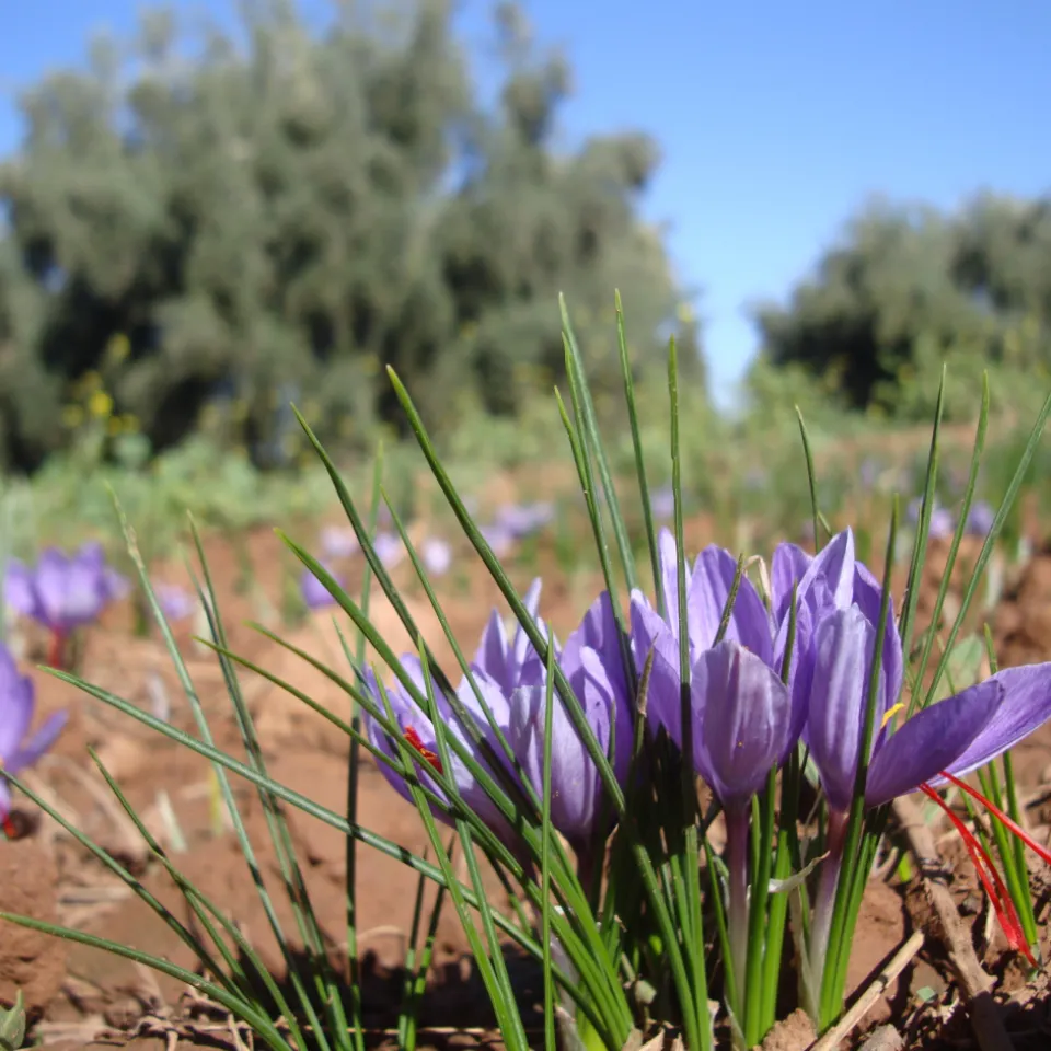 Safran – ein Gewürz aus Tausend und einer Nacht