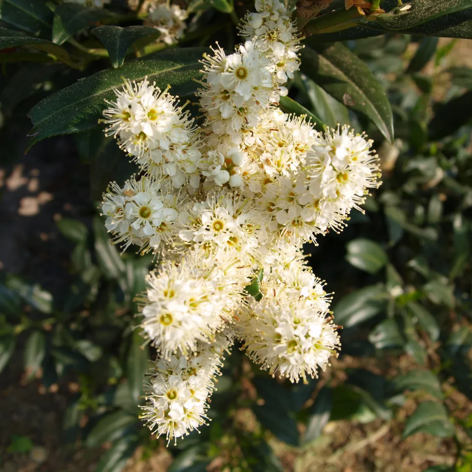Der Kirschlorbeer ist Giftpflanze des Jahres 2013