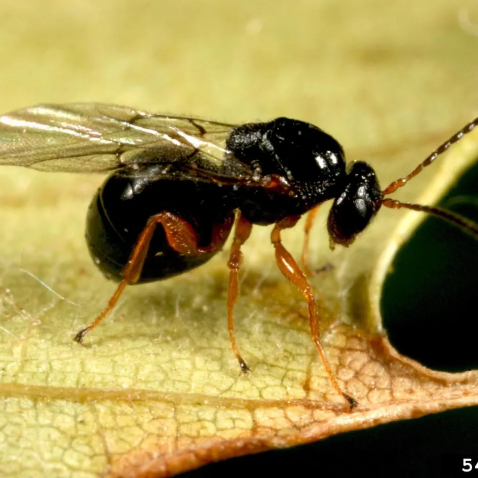 Die Edelkastanien-Gallwespe