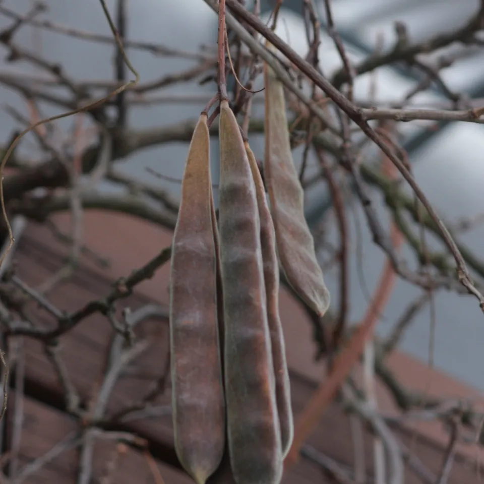 Blauregen – sein giftiger Winterschmuck 