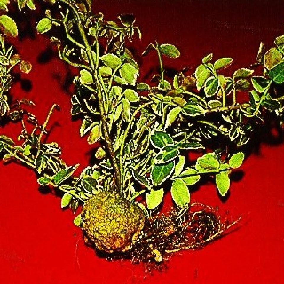 Bei der Gehölzpflanzung auf Wurzelkropf und Krebs achten