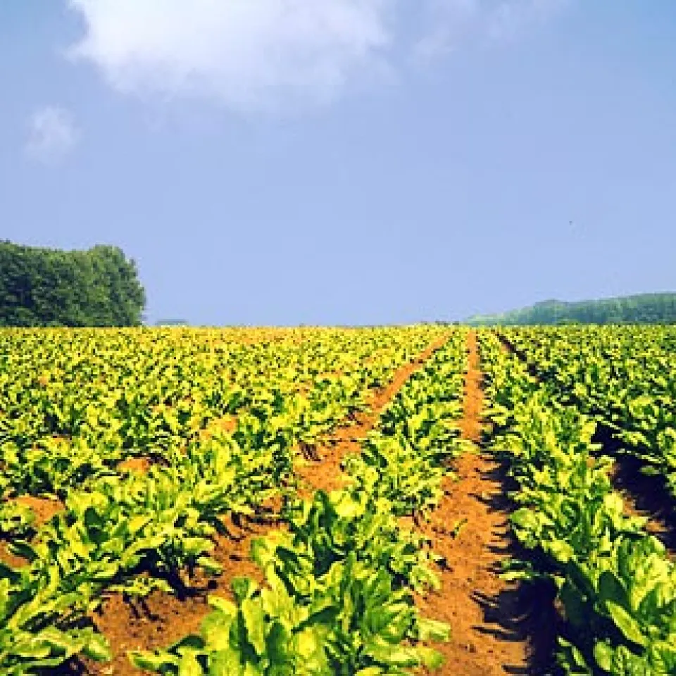 Chicorée, das belgische Gemüse