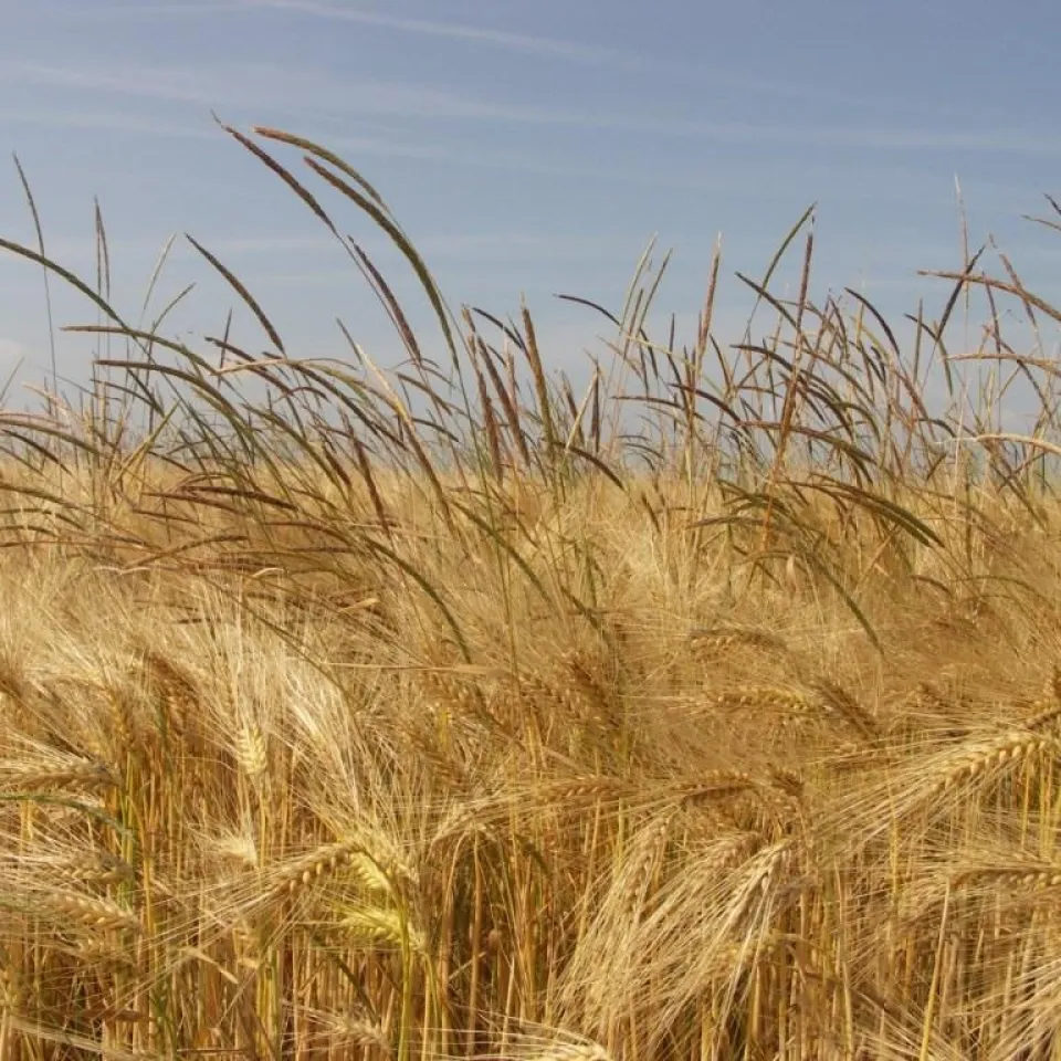 Pflanzenschutz: Nicht am falschen Ende sparen