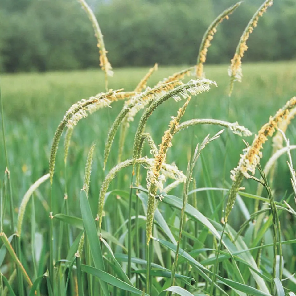 Keine Gnade für den Ackerfuchsschwanz