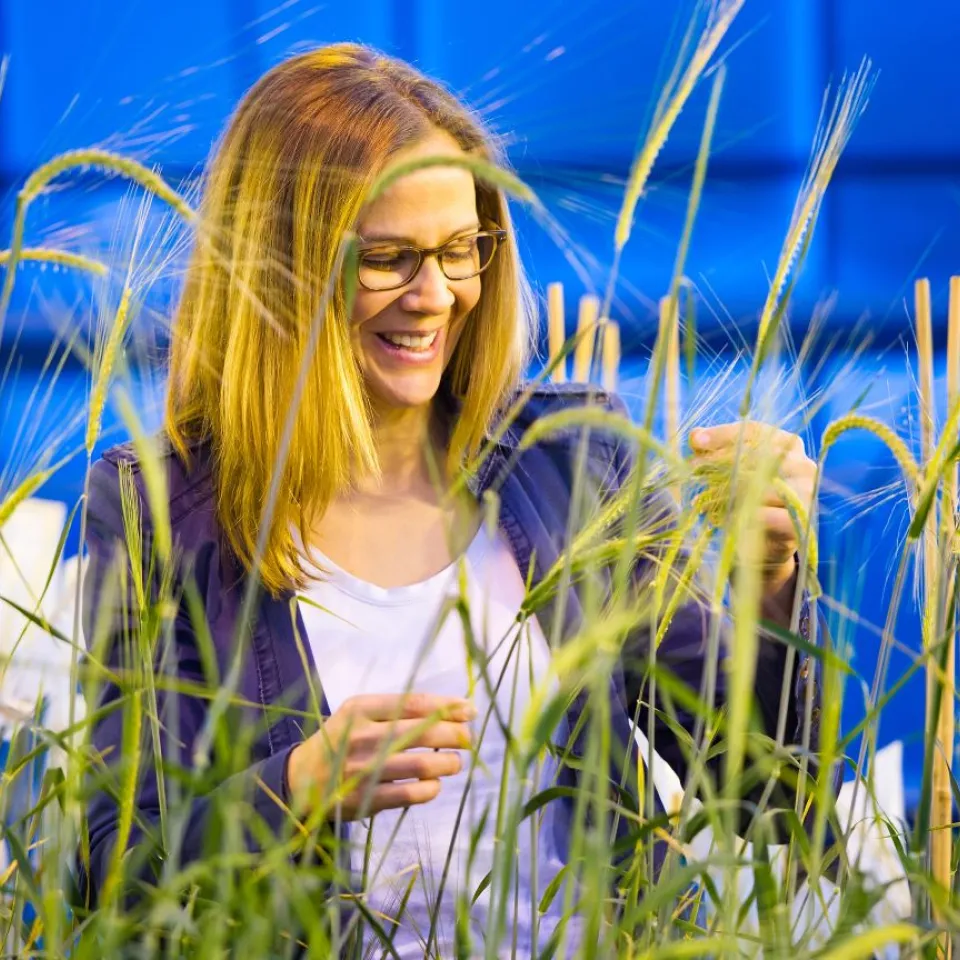 Sensoren erkennen Stress bei Pflanzen