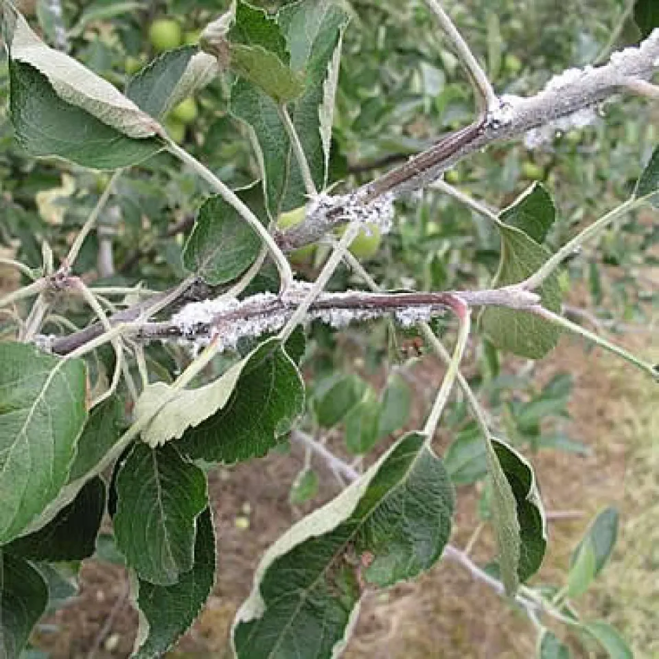 Gefährliche Blutlaus 