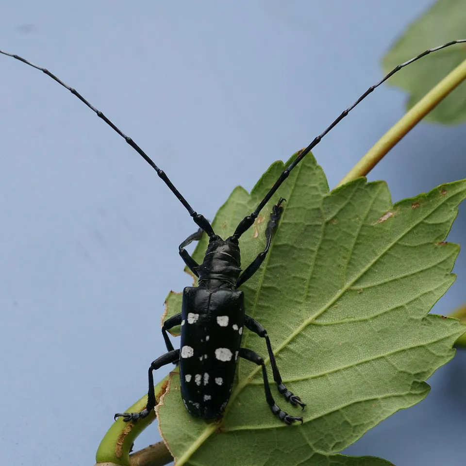 Gefährlicher Einwanderer: Der Asiatische Laubholzbockkäfer schädigt Laubbäume
