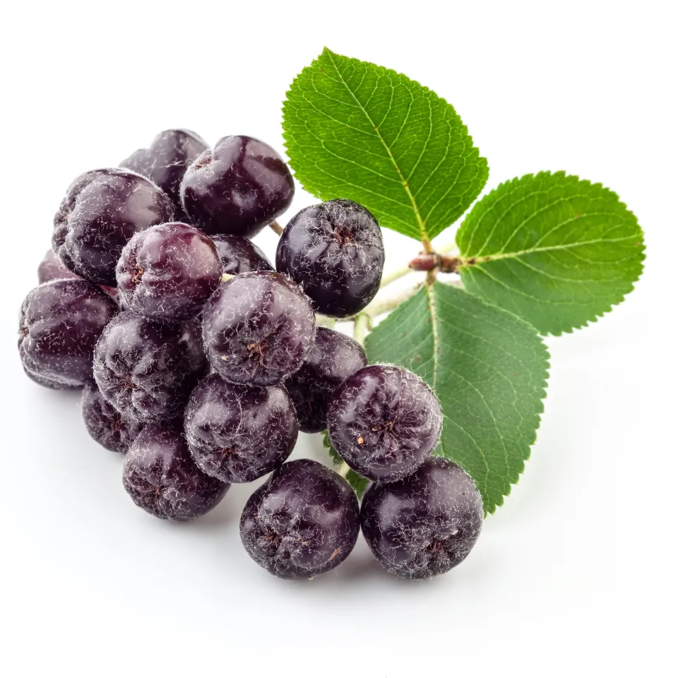 Aronia – schon wieder eine Superbeere?