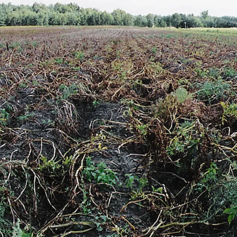 Die Kraut- und Knollenfäule – Kartoffelkrankheit Nr. 1