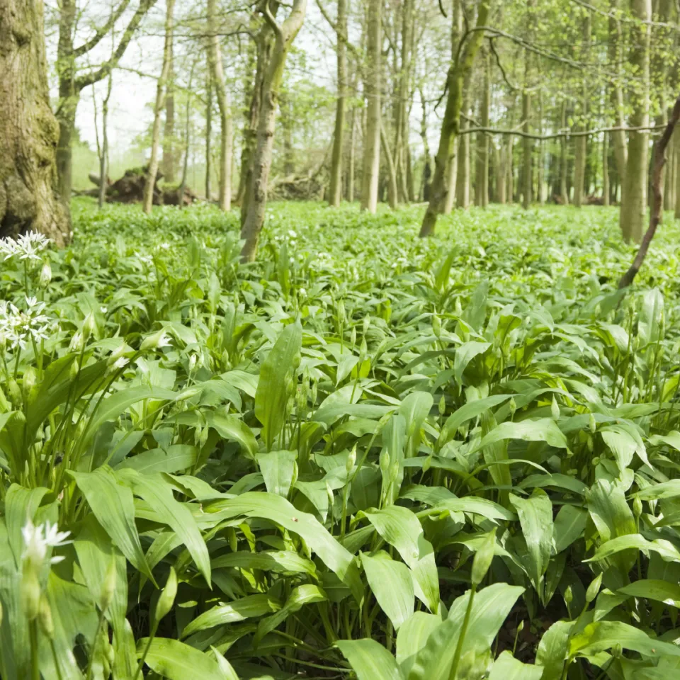 Knoblauchartiges Gemüse aus dem Wald