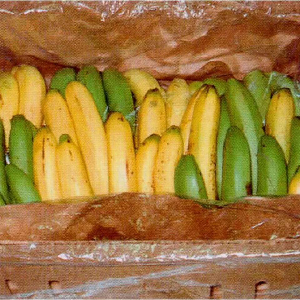 Ohne Pflanzenschutzmittel keine Bananen