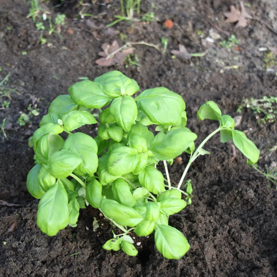Basilikum – ein leckeres Heil- und Gewürzkraut