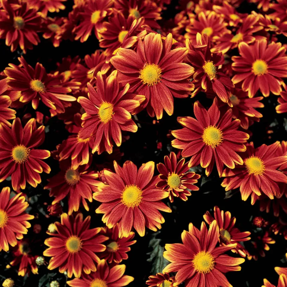 Insektizide aus der Natur