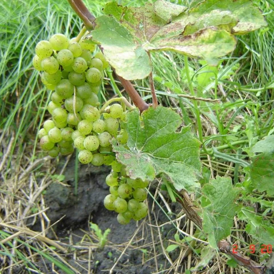Versuchsanbau: Wein auf dem Kalimandscharo