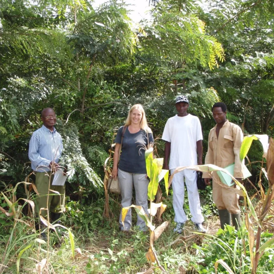 Ghana: Erfolgsmodell Mixed Intercropping