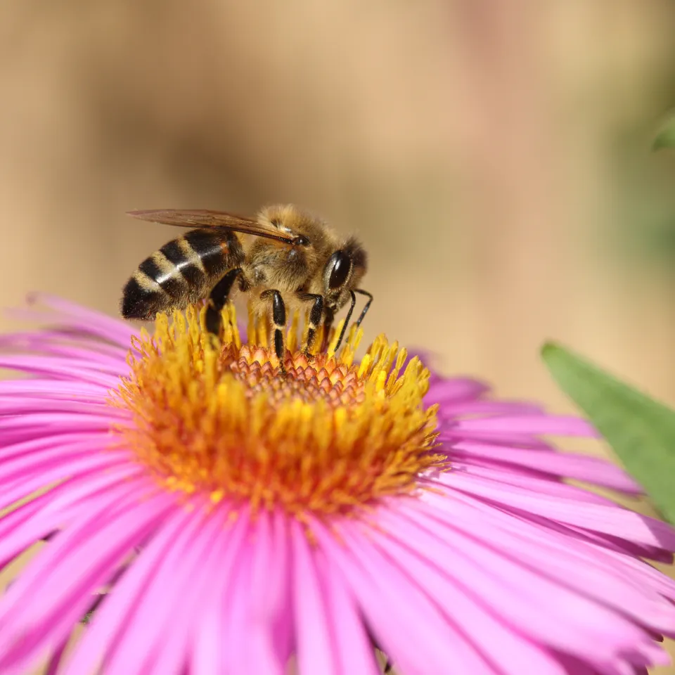 Bienen lieben es bunt