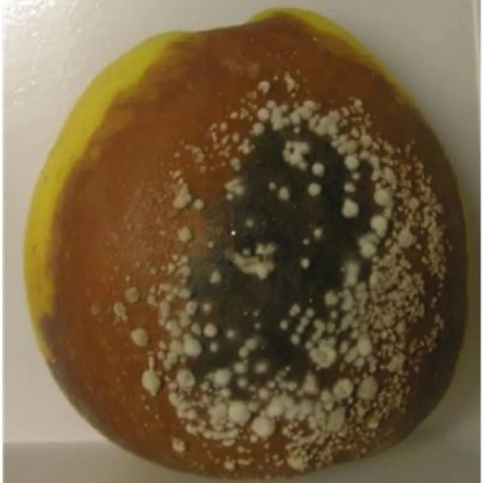 Neuer Monilia-Pilz in der Schweiz entdeckt