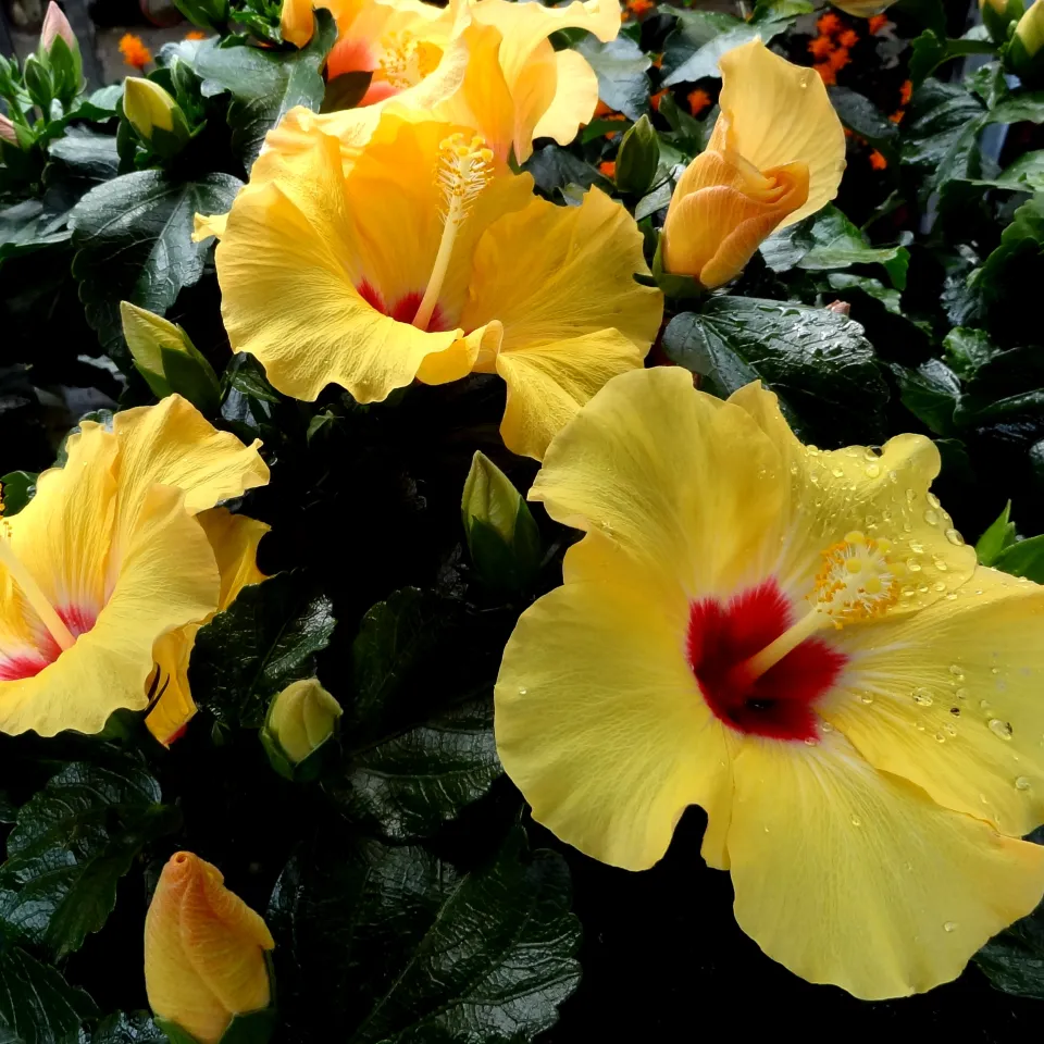 Wenn die Blumenerde schimmelt